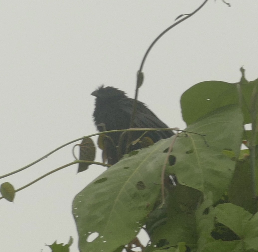 Black-billed Coucal (Centropus bernsteini), photo 3