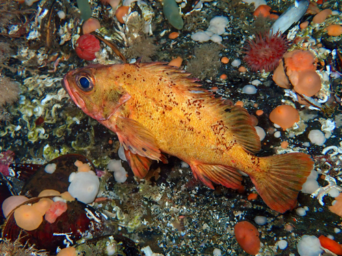 Lesser redfish (Sebastes viviparus) — Sebastidae