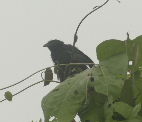 Black-billed Coucal (Centropus bernsteini)