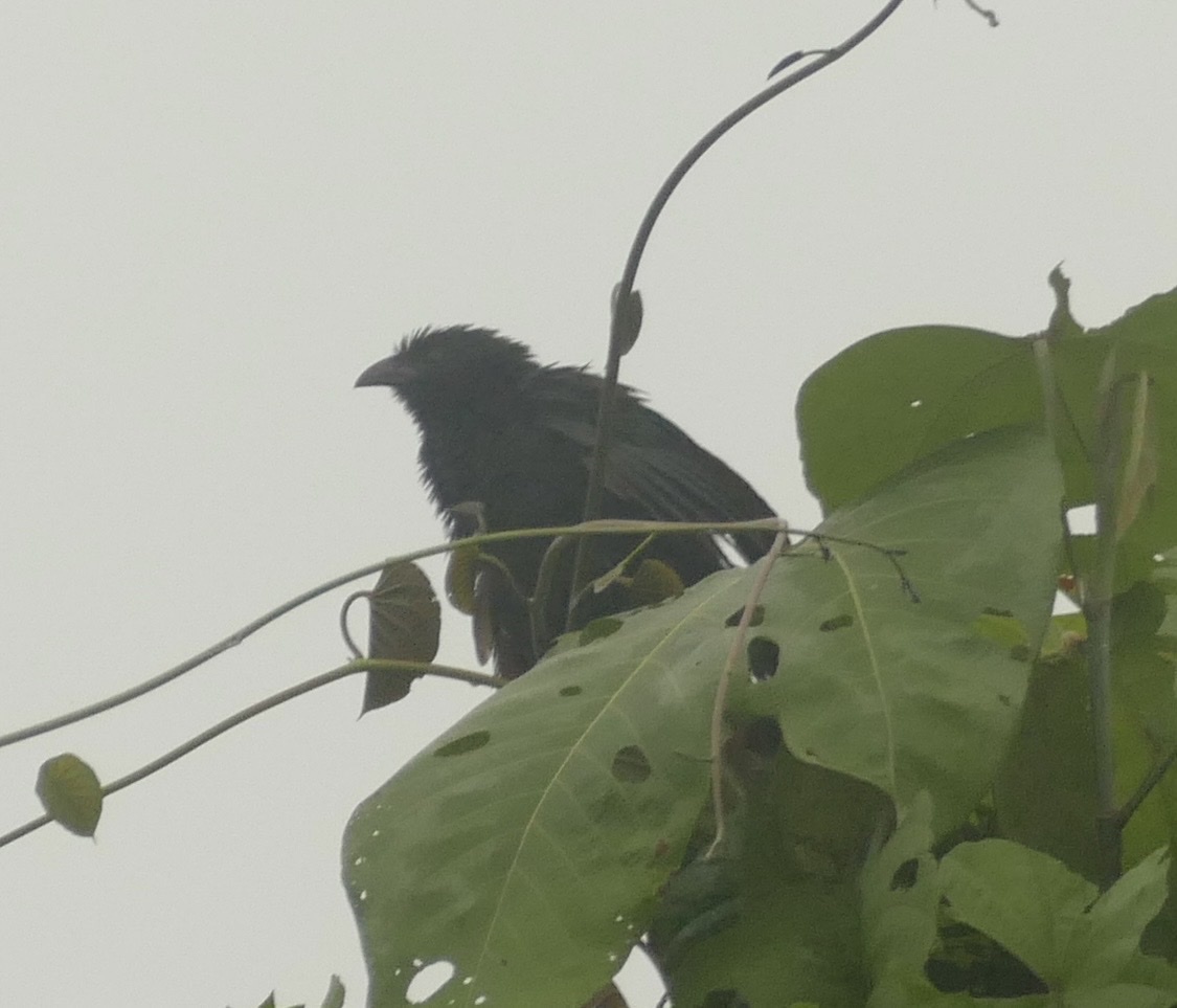 Black-billed Coucal (Centropus bernsteini), photo 1
