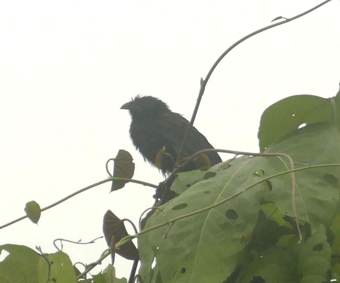 Black-billed Coucal (Centropus bernsteini), photo 4