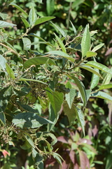 Cestrum tomentosum