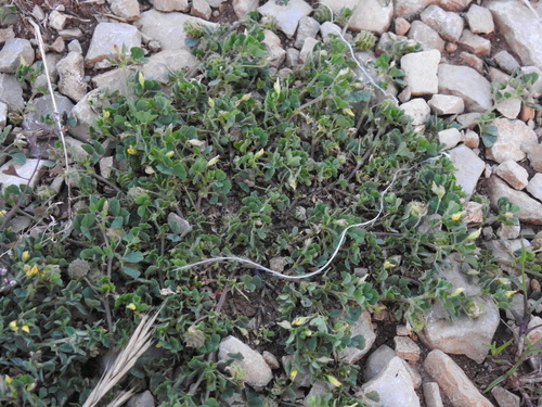 Image of Medicago rigidula by (c) Yves Bas, some rights reserved (CC BY)