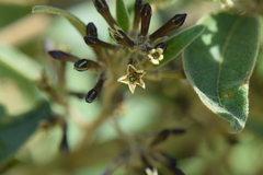 Cestrum tomentosum