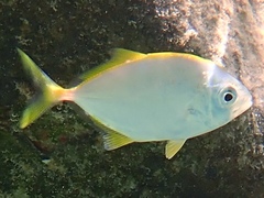 Caranx bartholomaei