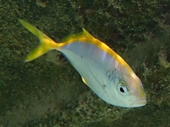 Caranx bartholomaei
