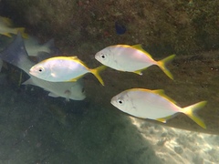 Caranx bartholomaei