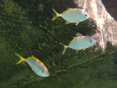Caranx bartholomaei
