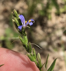 Carlowrightia parviflora