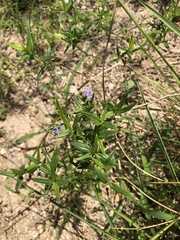 Carlowrightia parviflora