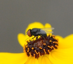 Eusiphona