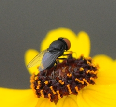 Eusiphona