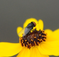 Eusiphona