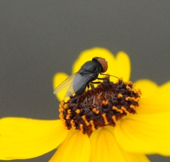 Eusiphona