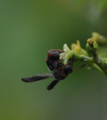 Leucospis slossonae