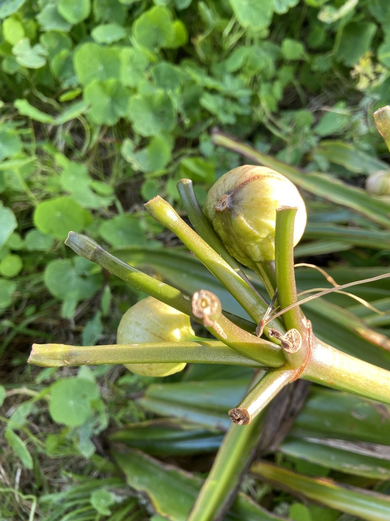 Clivia miniata