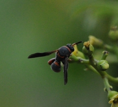 Leucospis slossonae