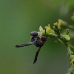 Leucospis slossonae