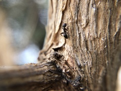 Formicidae