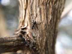 Formicidae