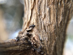 Formicidae