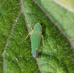 Graphocephala rufimargo