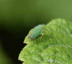 Graphocephala rufimargo