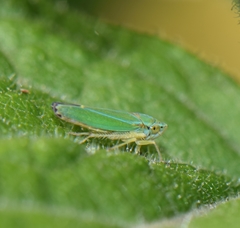 Graphocephala rufimargo