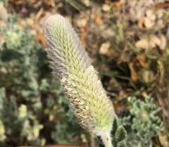 Dalea obovata
