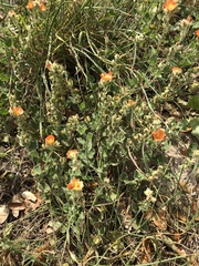Sphaeralcea lindheimeri