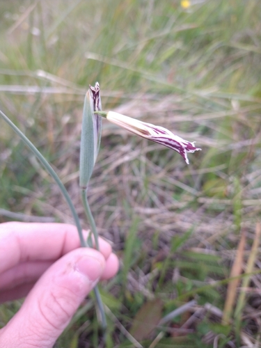 Image of Olsynium biflorum by (c) Pablo, some rights reserved (CC BY)