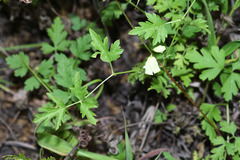 Clematis aethusifolia latisecta