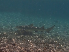 Negaprion brevirostris