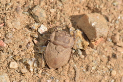 Gelastocoridae