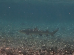 Negaprion brevirostris