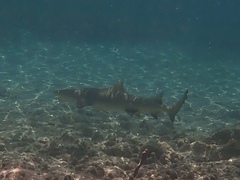 Negaprion brevirostris