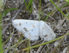 Scopula lautaria