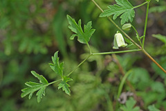 Clematis aethusifolia latisecta