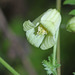 Clematis aethusifolia - Photo (c) V.S. Volkotrub, algunos derechos reservados (CC BY-NC), subido por V.S. Volkotrub