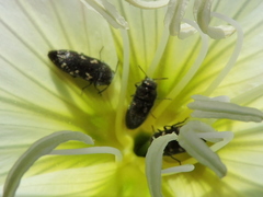 Acmaeodera