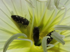 Acmaeodera