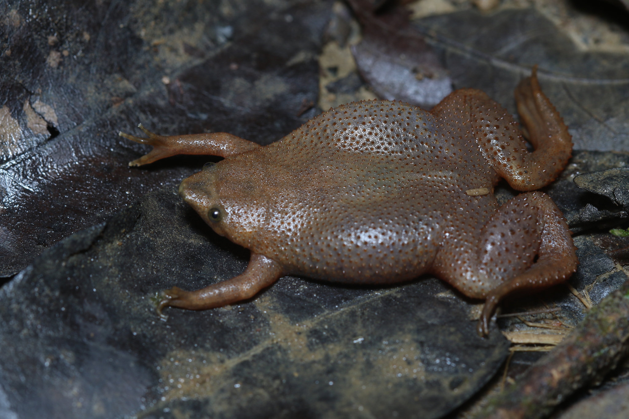 Albina Surinam Toad photo 4