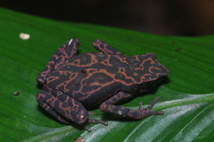 Cayenne Stubfoot Toad photo 2