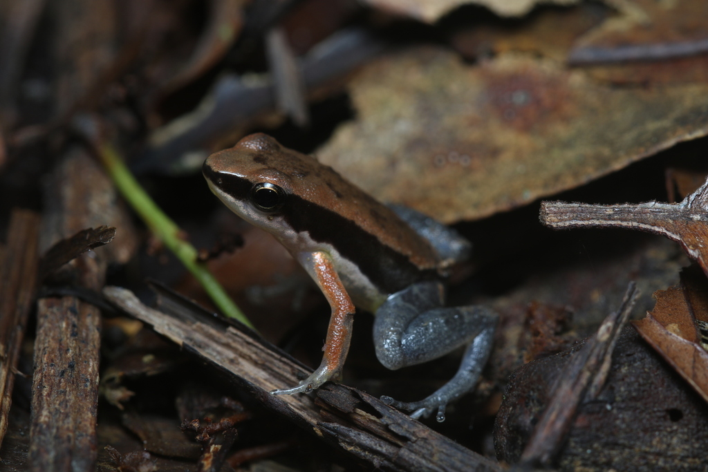 Allobates granti from Saül 97314, Guyane française on May 28, 2023 at