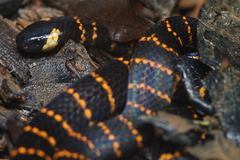 Carib Coral Snake photo 2