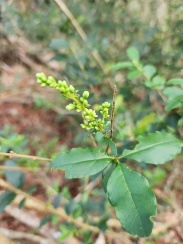 Ligustrum sinense, 2023-12-04