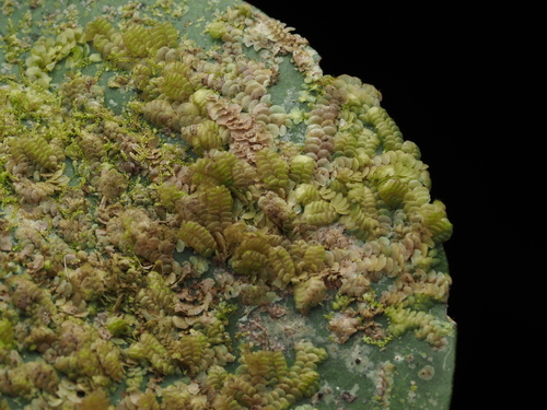 Drepanolejeunea inchoata