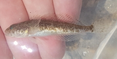 Bear Lake Sculpin photo 3
