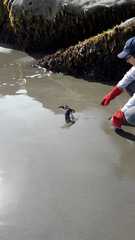 Pelecanoides garnotii