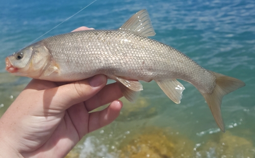 Utah-kopvoorn (Gila atraria) — Cyprinidae — 4